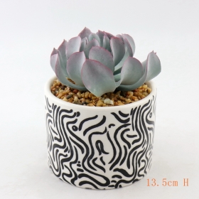 weiß und schwarz lackierte Keramik-Mini-Succulent-Blumentöpfe